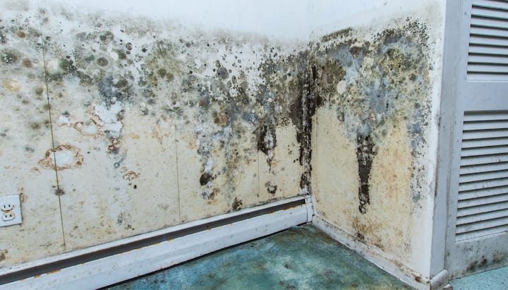 Mold Damage Repair Services in York